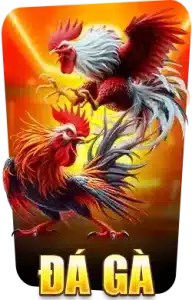 Đá gà vm88